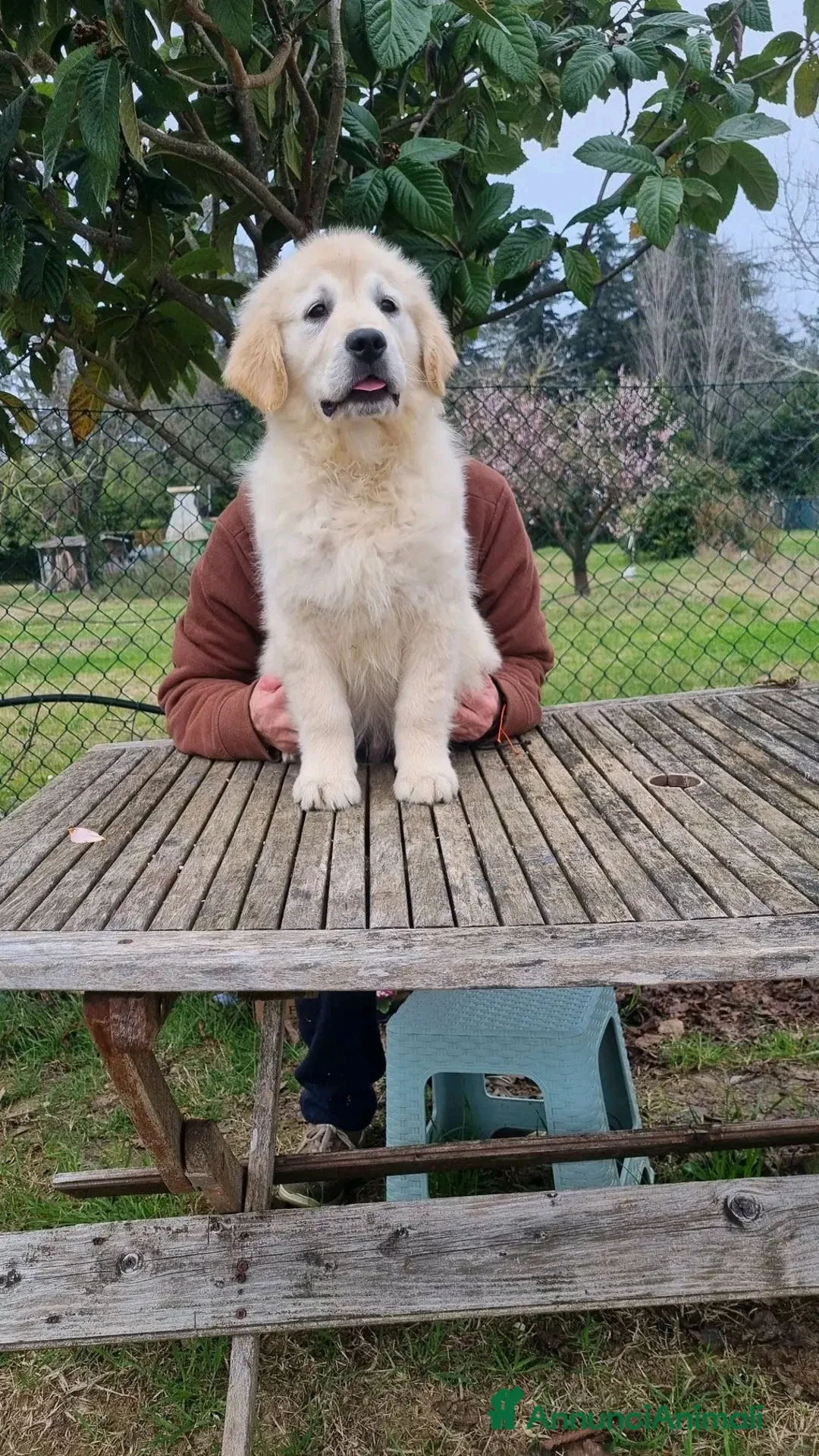 Golden Retriever cani in vendita: cucciolo golden retrievet - Annuncio 5