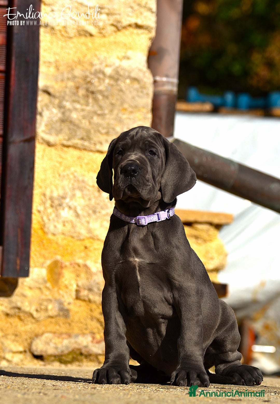 Alano cani in vendita: Alani cuccioli neri e blu - Annuncio 4