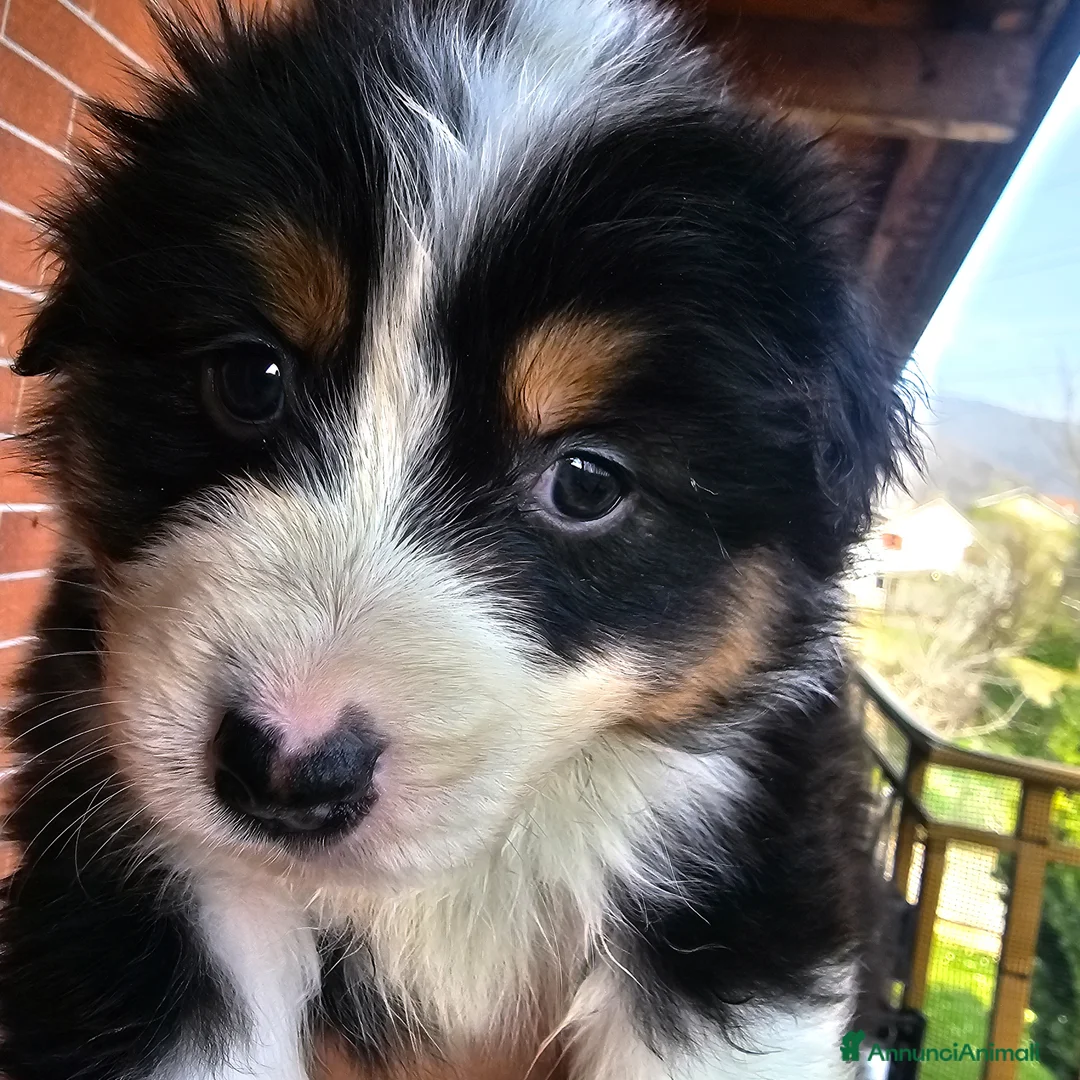 Australian Shepherd cani in vendita: Disponibili subito - Annuncio 9