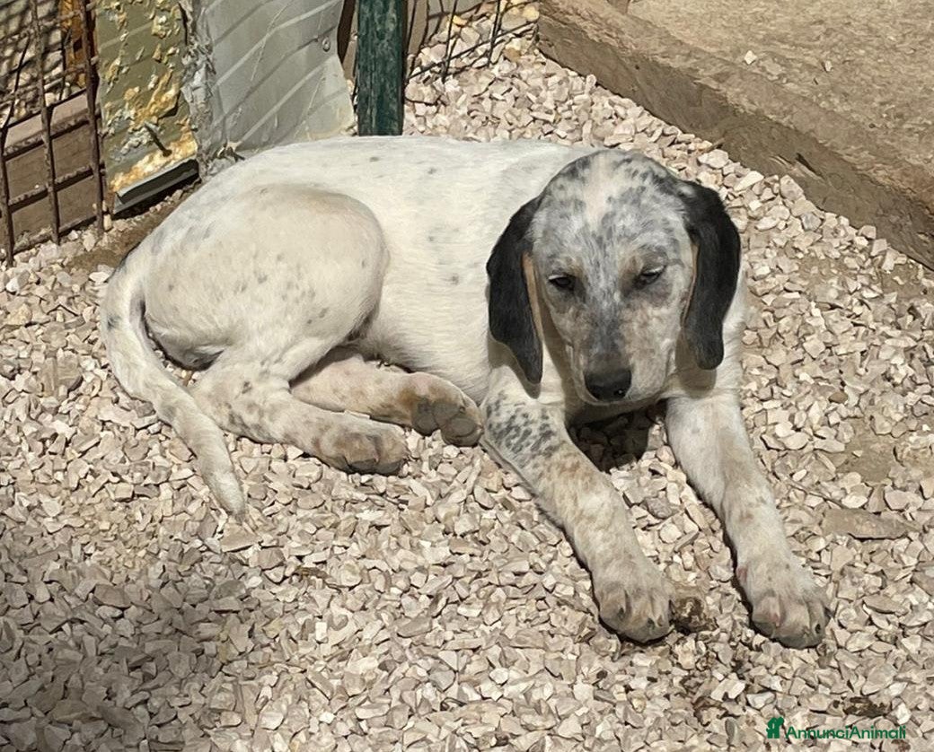Meticcio cani in regalo: CERCHIAMO CASA : CI ADOTTI? a Provincia di Varese - Annuncio 8