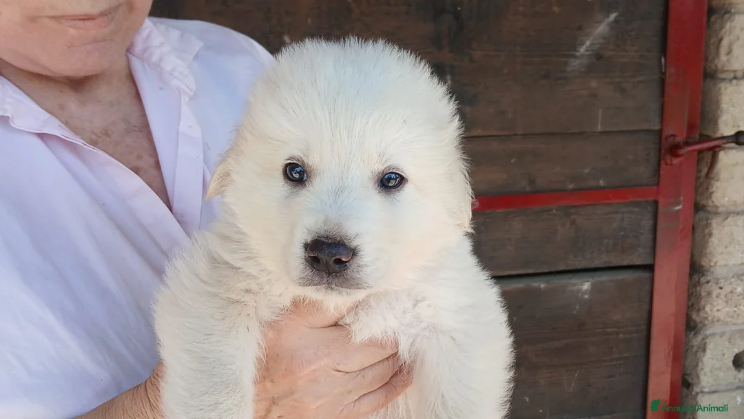 Meticcio cani in regalo: IL DOLCISSIMO SAM CERCA LA SUA CASA PER LA VITA - Annuncio 1