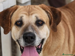 Meticcio cani JACK UNA VITA IN UN CANILE DEL SUD, IN ADOZIONE - Annuncio 29