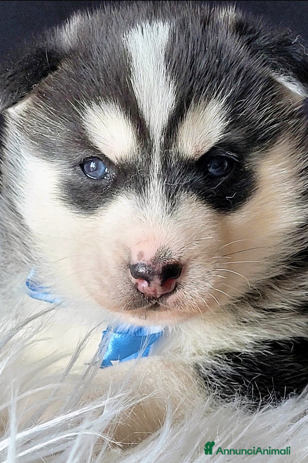 Husky cani SIBERIAN HUSKY CUCCIOLATA CON PEDIGREE  - Annuncio 1