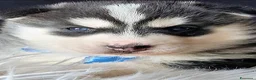 Husky cani in vendita: SIBERIAN HUSKY CUCCIOLATA CON PEDIGREE  - Annuncio 1