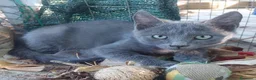 Siamese gatti in regalo: Cacao e Maggy due micini in attesa di famiglia - Annuncio 3