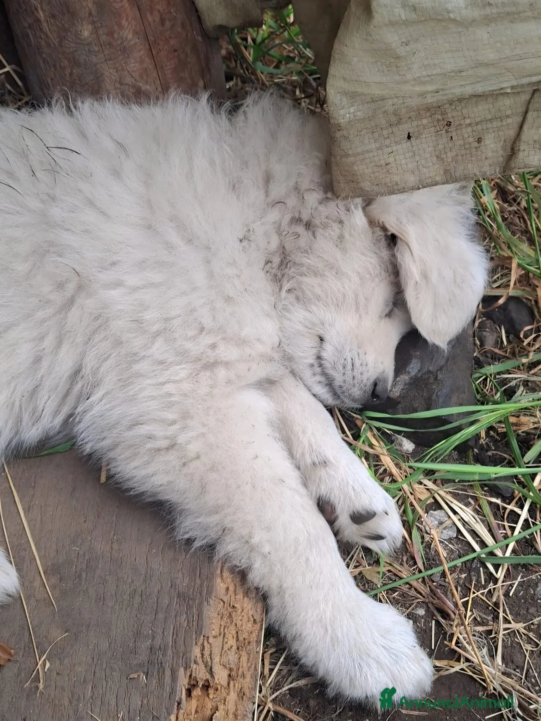 Pastore Maremmano cani in vendita: cucciole di maremmano - Annuncio 1