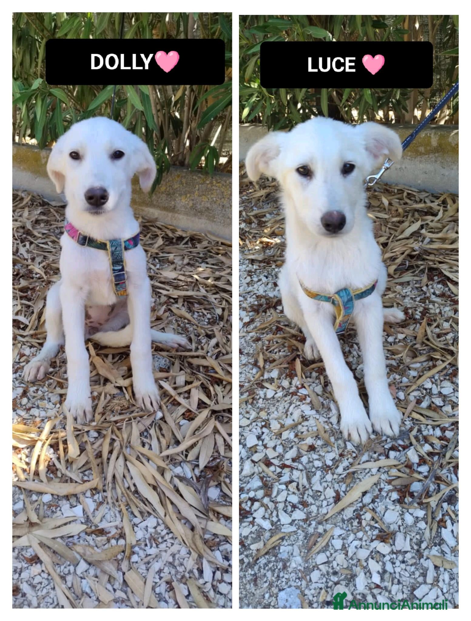 Altre razze cani LUCE E DOLLY - Annuncio 20