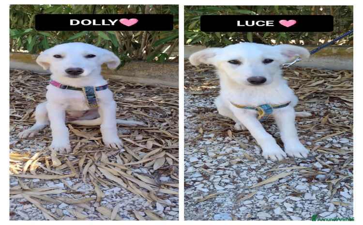 Altre razze cani - Annuncio 18