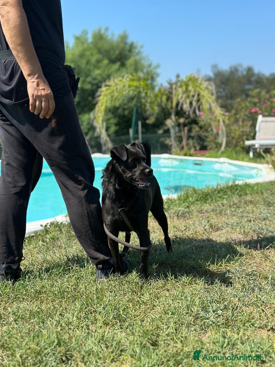 Meticcio cani in regalo: BART un canuccio piccino e tanto sfortunato a Pomezia - Annuncio 9