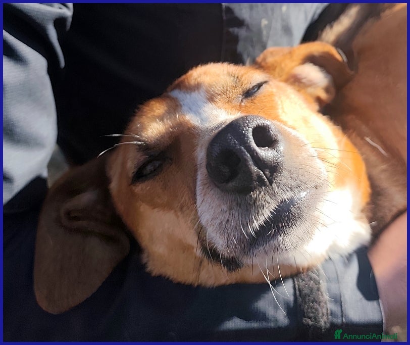 Meticcio cani ALPENLIEBE, CAGNOLINA DI 4 ANNI - Annuncio 2