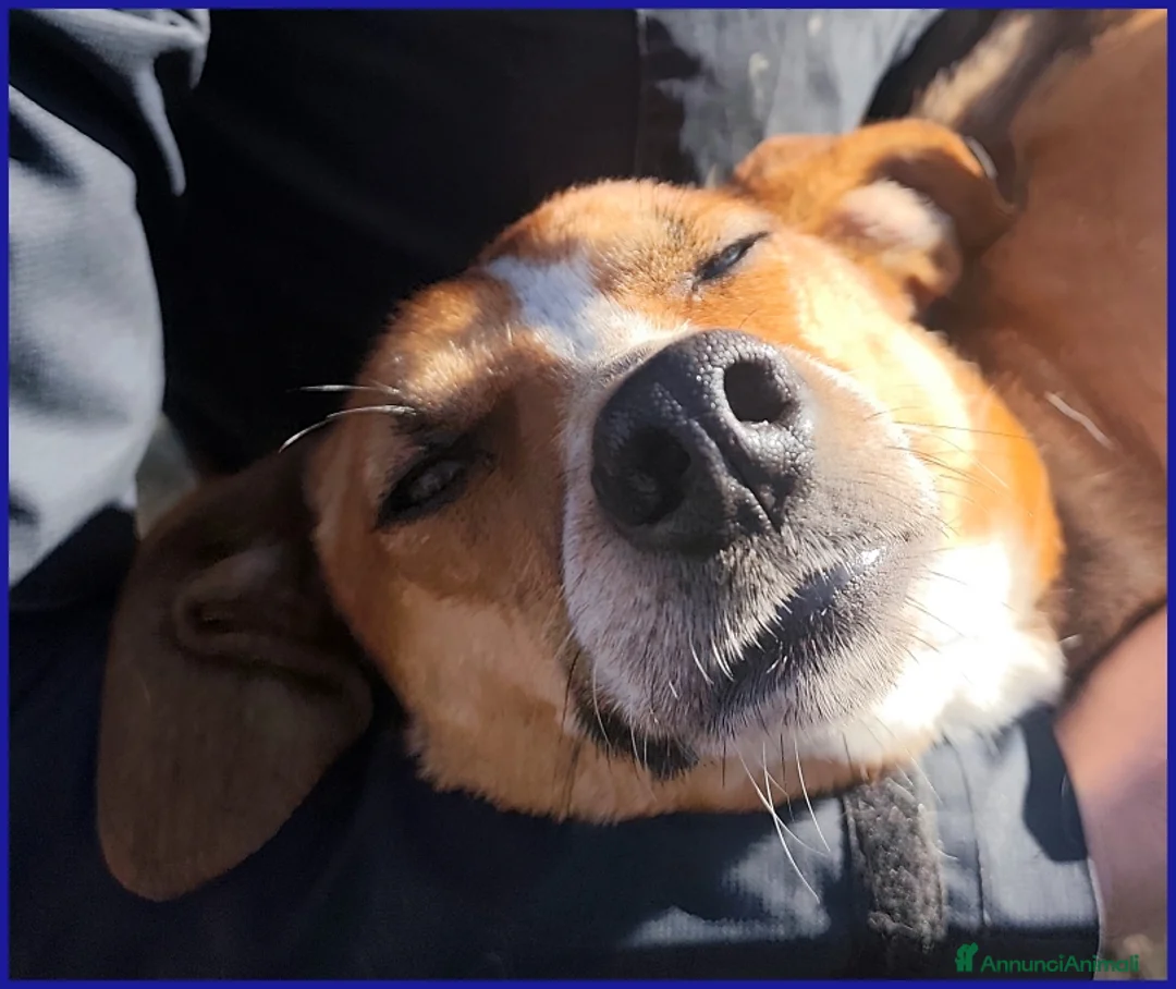 Meticcio cani in regalo: ALPENLIEBE, CAGNOLINA DI 4 ANNI - Annuncio 2