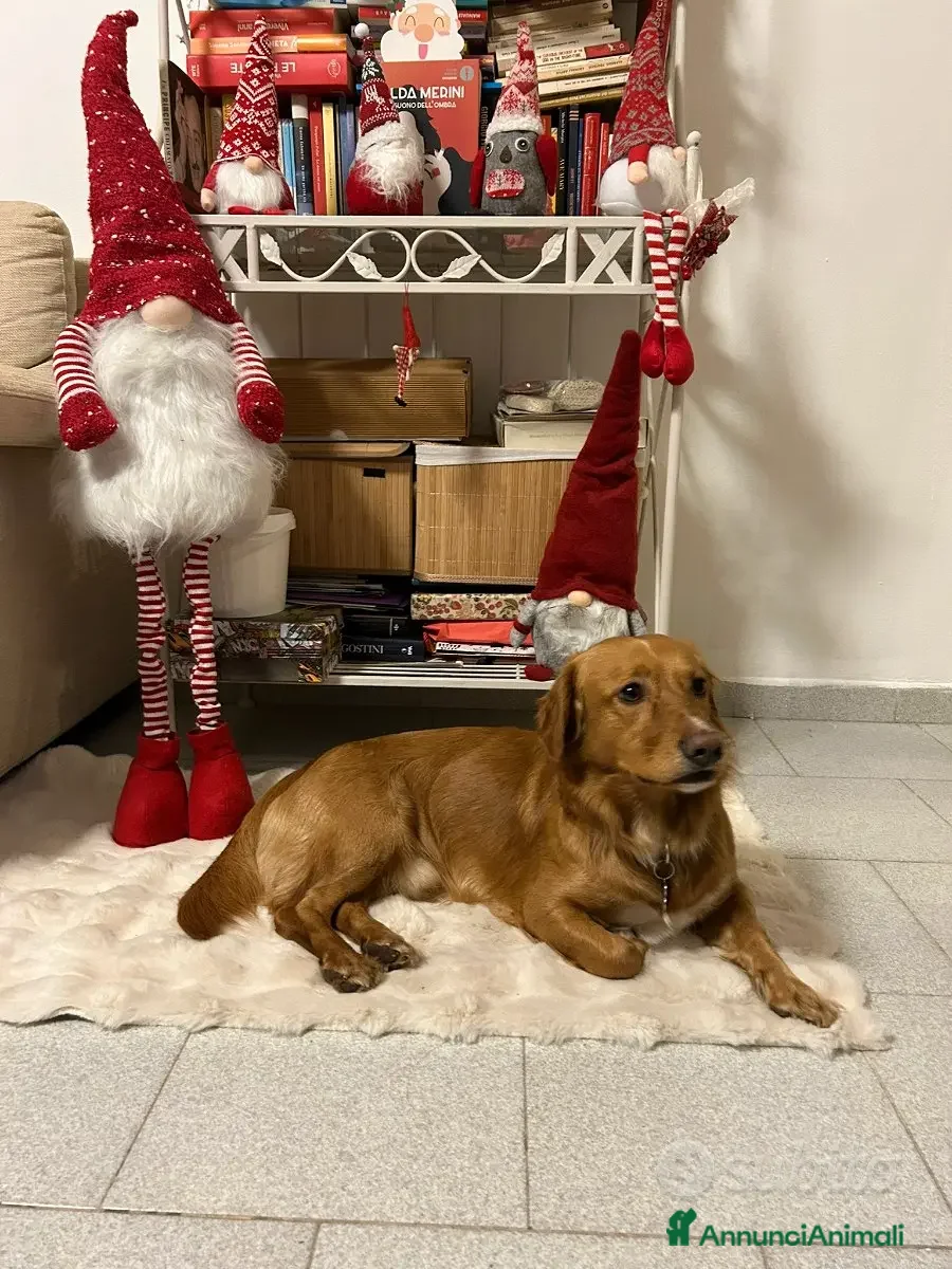 Meticcio cani in regalo: Regalo cane a Provincia di Verona - Annuncio 2