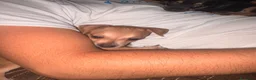 Pinscher Tedesco cani in vendita: Cuccioli di pincher a Città metropolitana di Messina - Annuncio 10