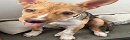 Meticcio cani in regalo: RIO METICCIO a Città metropolitana di Catania - Annuncio 5