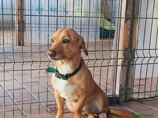 Altre razze cani Mignolo, piccolo cagnolino cerca famiglia a Città metropolitana di Roma Capitale - Annuncio 7