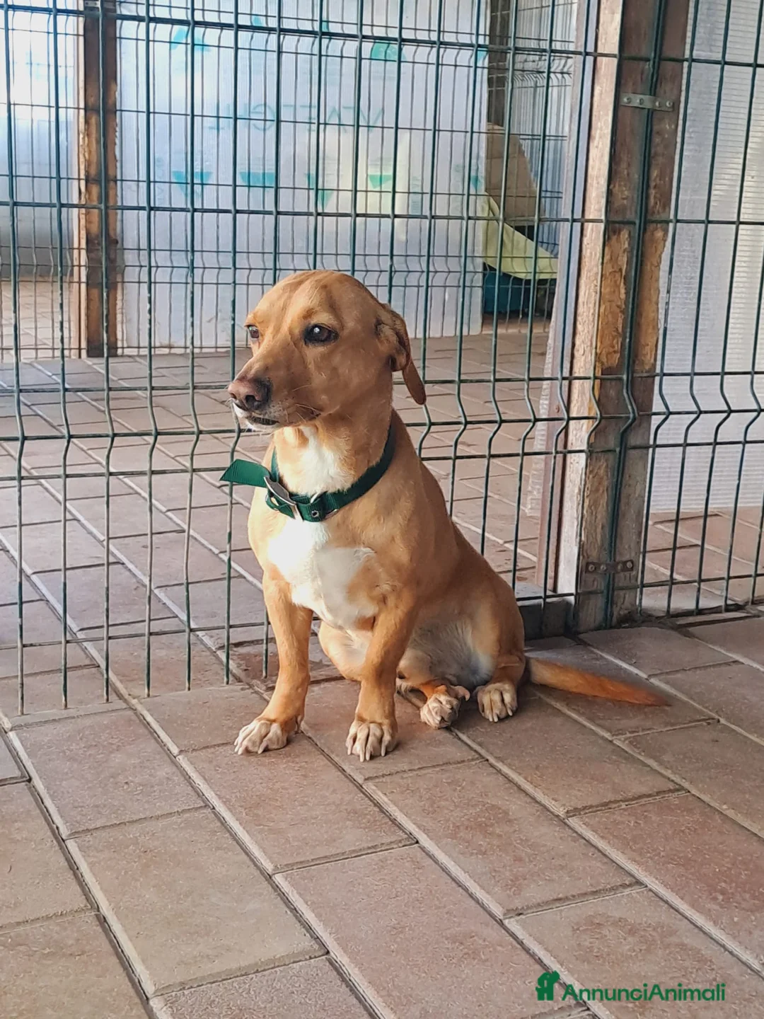 Altre razze cani in regalo: Mignolo, piccolo cagnolino cerca famiglia  a Città metropolitana di Roma Capitale - Annuncio 1