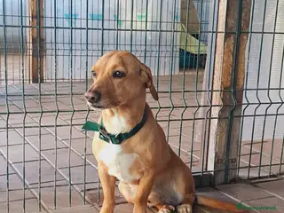 Altre razze cani Mignolo, piccolo cagnolino cerca famiglia a Città metropolitana di Roma Capitale - Annuncio 11