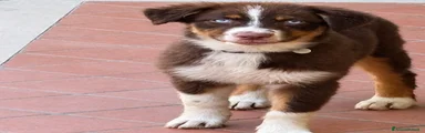 Australian Shepherd 1