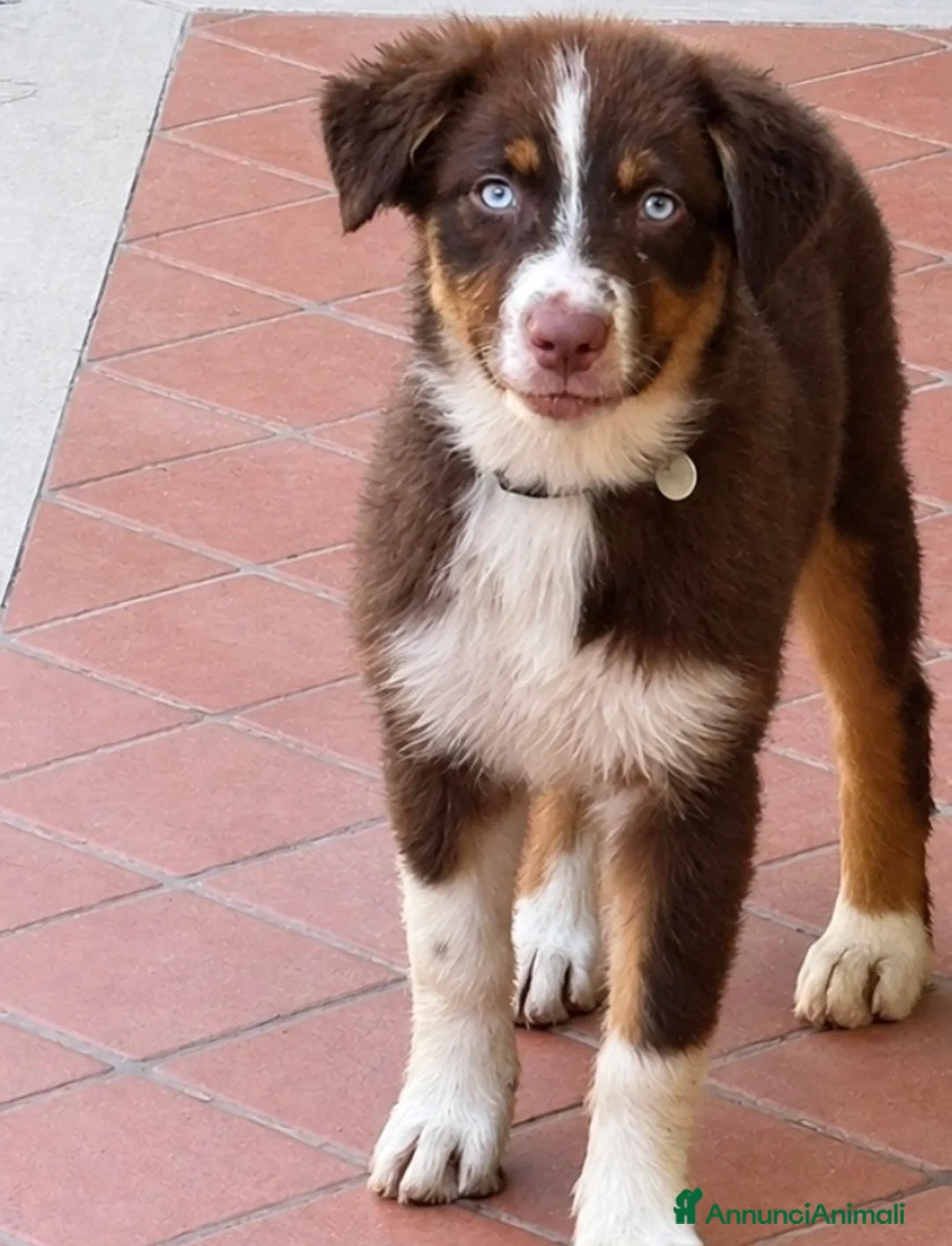 Australian Shepherd cani in vendita: Cucciola pastore australiano  - Annuncio 2