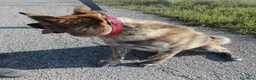 Meticcio cani in regalo: Meticcio giocarellone a Provincia di Macerata - Annuncio 2