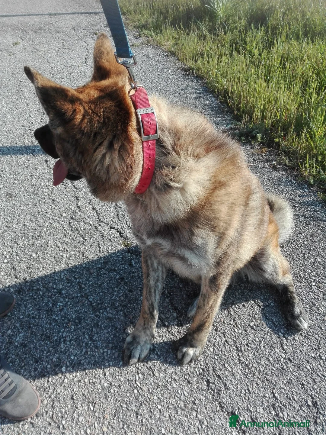 Meticcio cani in regalo: Meticcio giocarellone a Provincia di Macerata - Annuncio 2