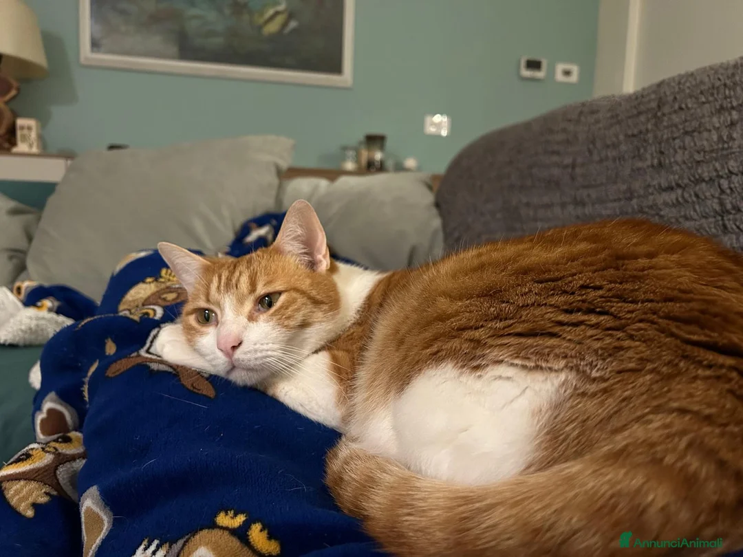 Europeo gatti in regalo: JAMIE e EMY , adorabili gatti da adottare! - Annuncio 4