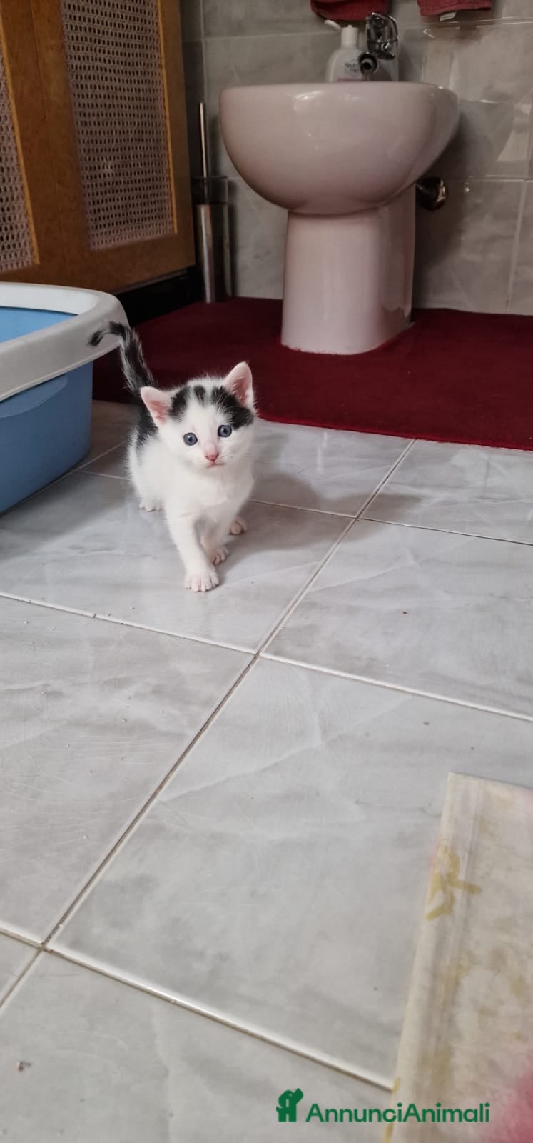 Meticcio gatti in regalo: Felixia e piccoli  - Annuncio 6