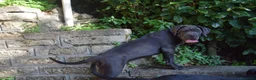 Cane Corso cani in vendita: Cucciola di cane corso - Annuncio 5