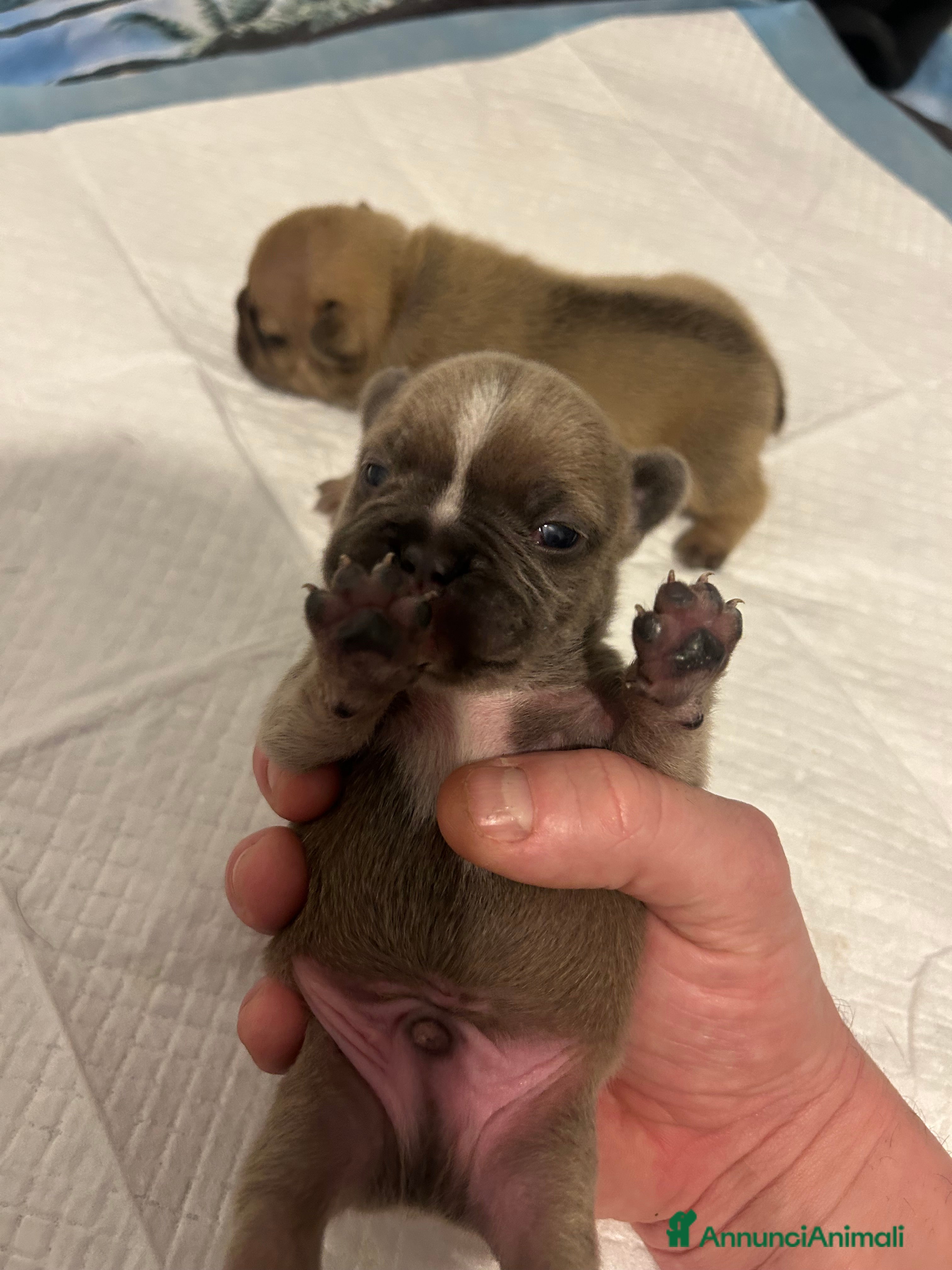 Bulldog Francese cani Cuccioli maschi. Bulldog francese. - Annuncio 2