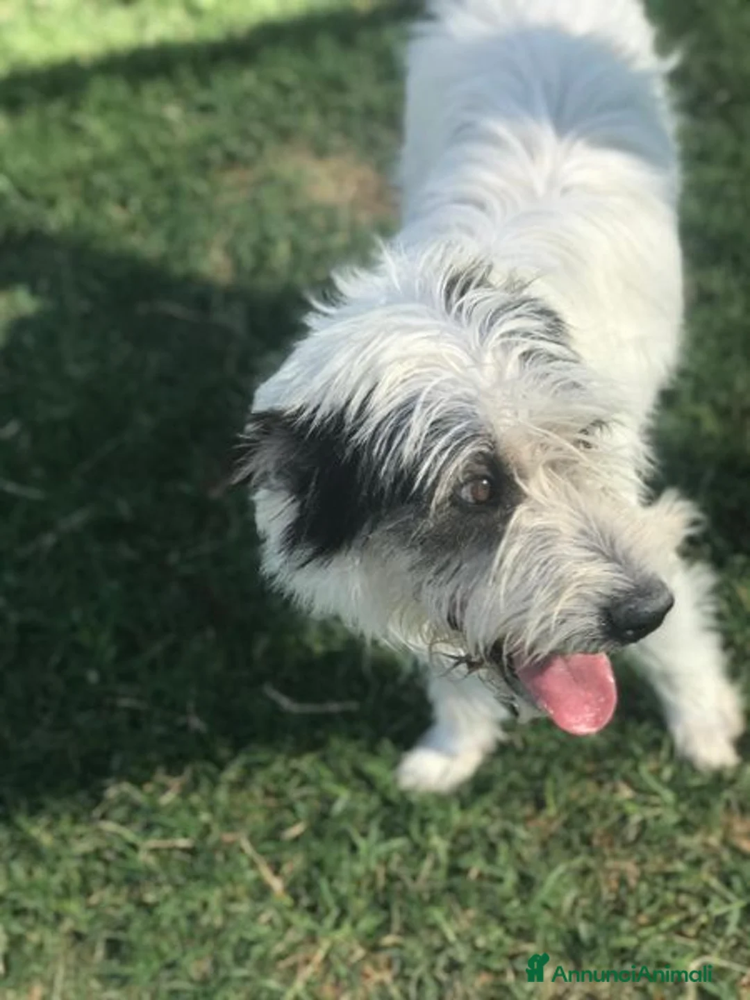 Spinone cani in regalo: Cirillo, spinoncino dalle sette bellezze a Provincia di Latina - Annuncio 8