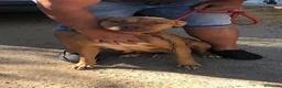Pitbull cani in regalo: Pitbull femmina 2anni e 1/2 salvata da fame,sete.. - Annuncio 2