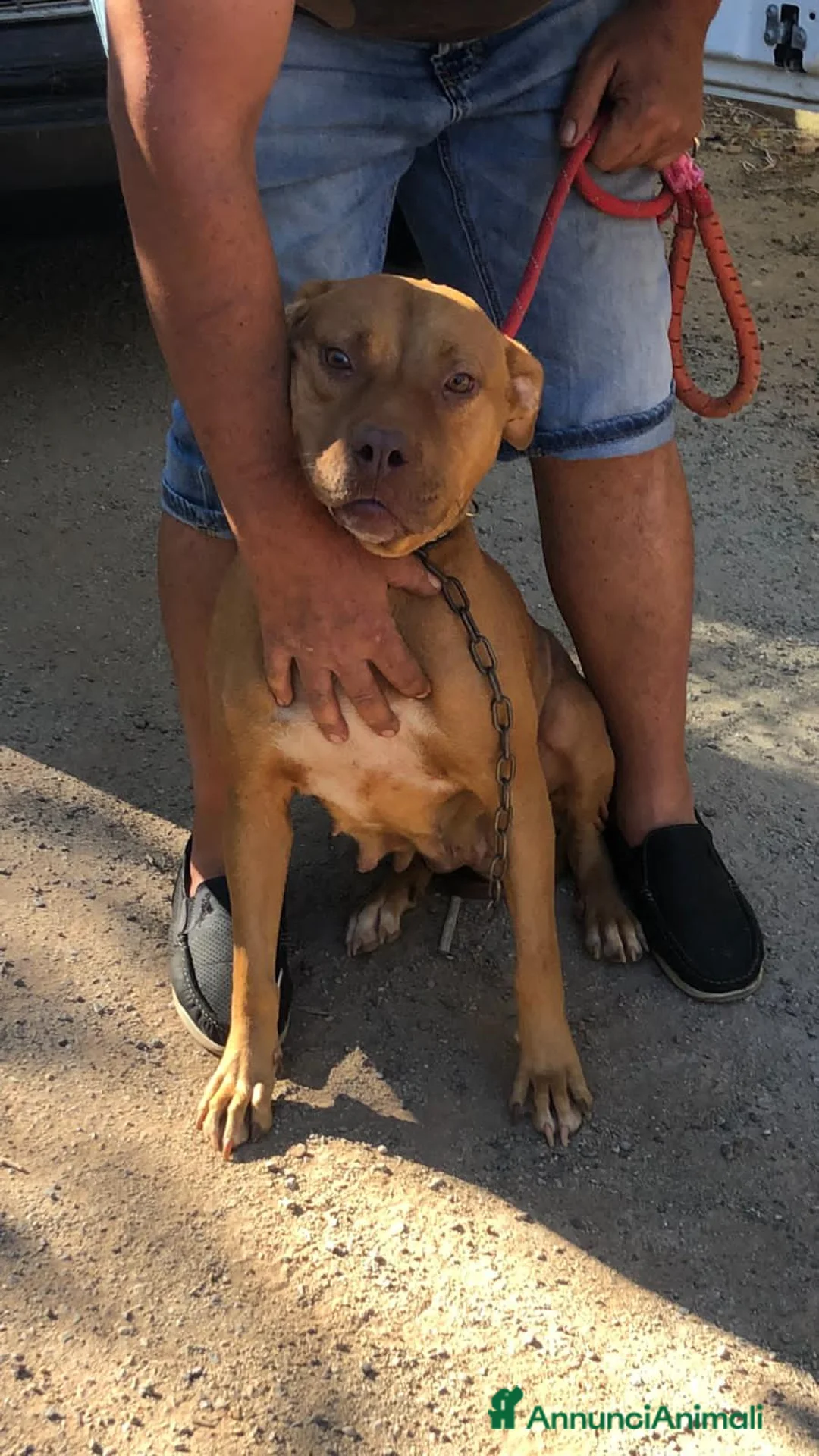 Pitbull cani in regalo: Pitbull femmina 2anni e 1/2 salvata da fame,sete.. - Annuncio 2