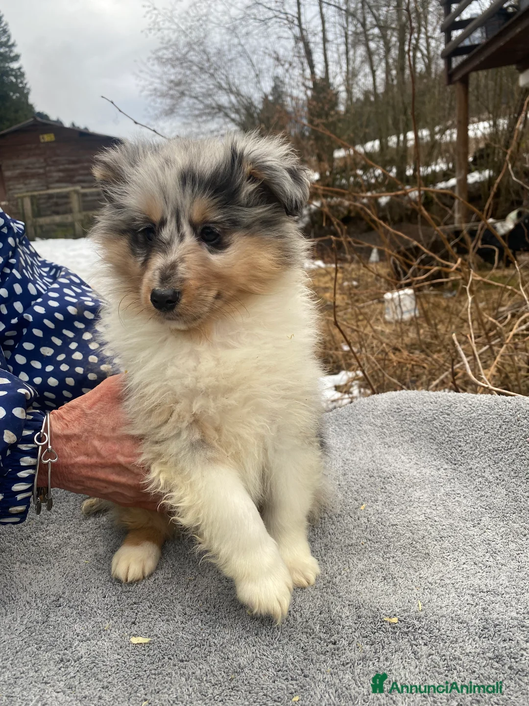 Shetland Sheepdog cani in vendita: Shetland sheepdog blue merle maschio  - Annuncio 2
