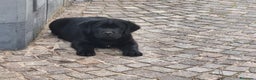 Labrador cani in vendita: Cuccioli di labrador - Annuncio 1