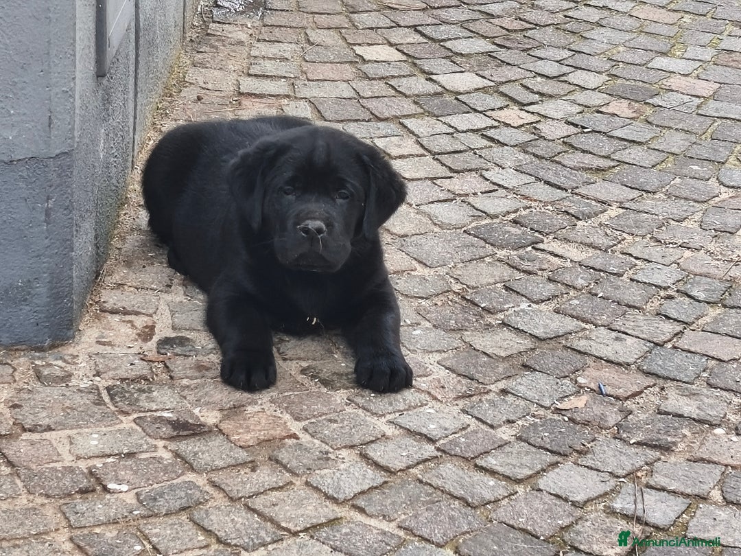 Labrador cani in vendita: Cuccioli di labrador - Annuncio 1