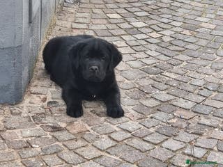Labrador cani Cuccioli di labrador - Annuncio 17