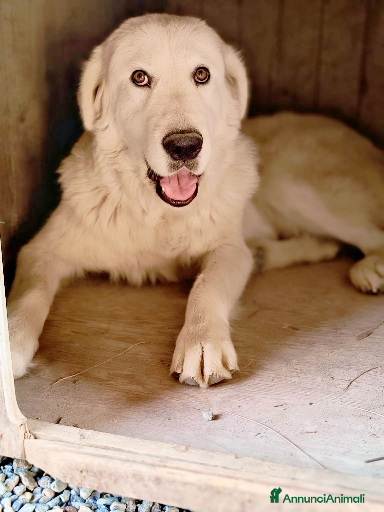 Meticcio cani Maeve - Annuncio 28