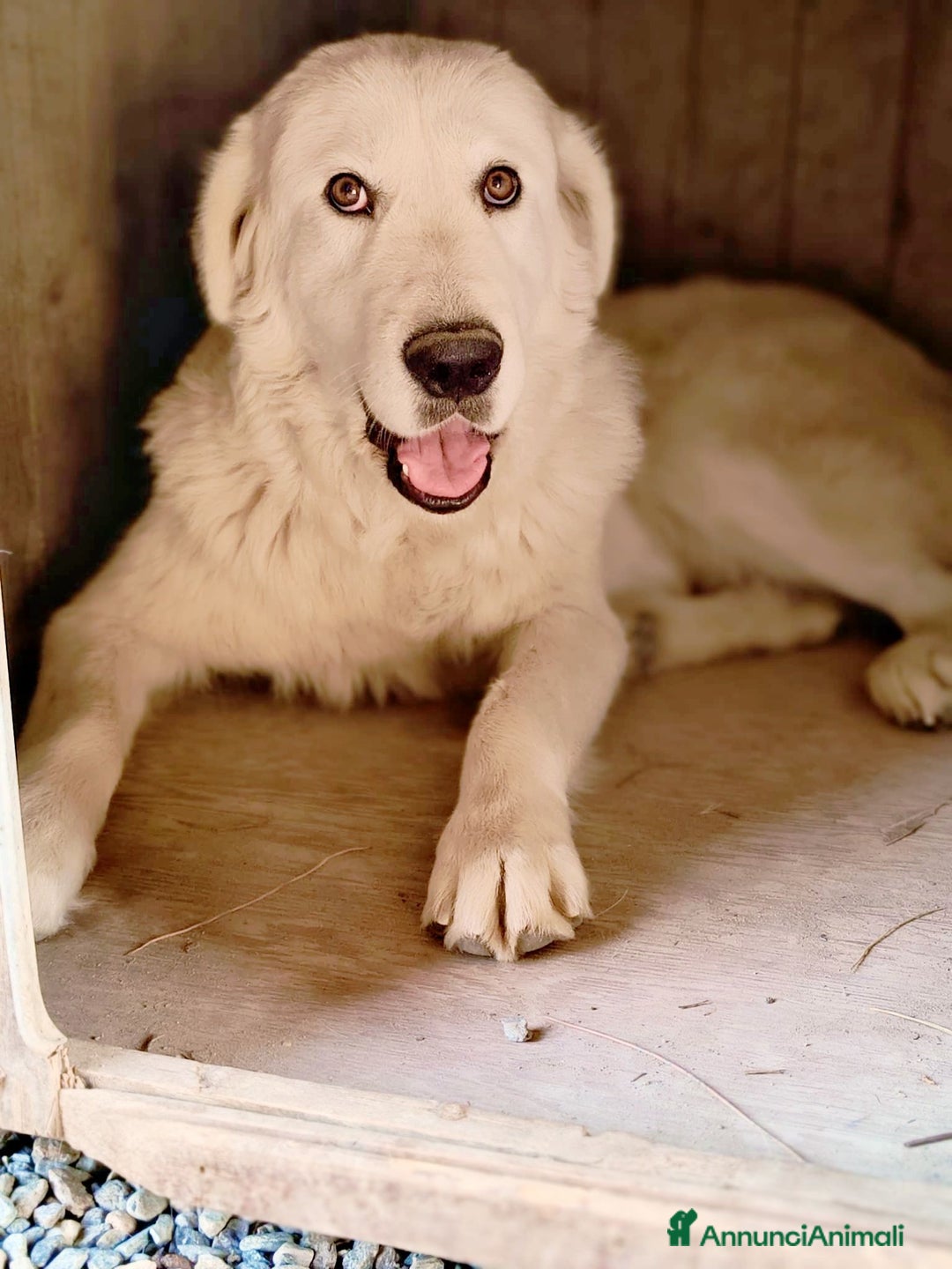 Meticcio cani in regalo: Maeve - Annuncio 1