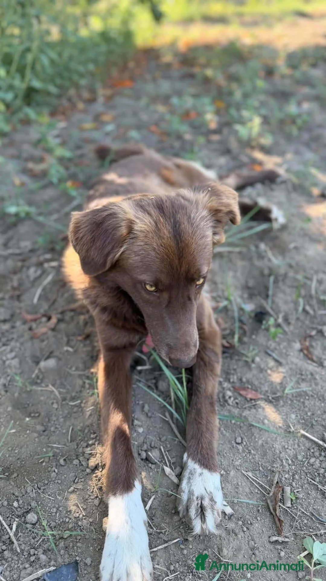 Meticcio cani in regalo: Arabelle, taglia media! (25kg) - Annuncio 2