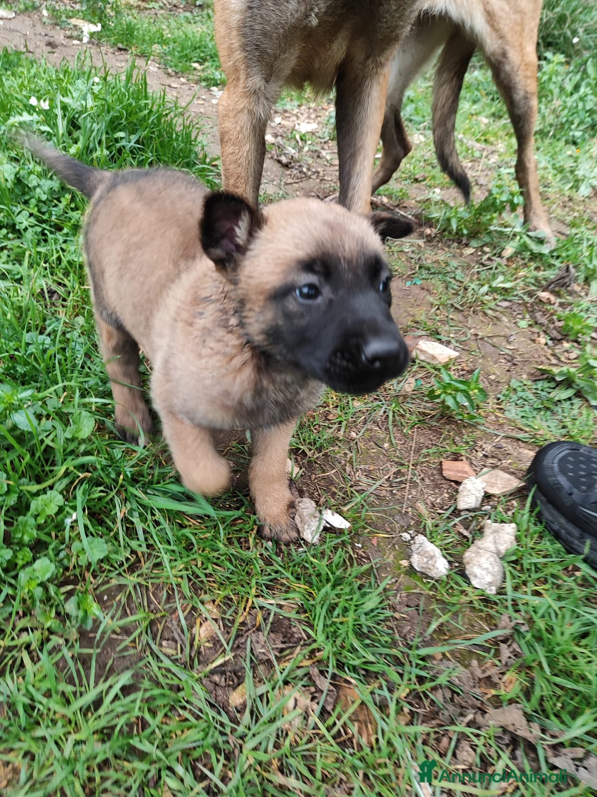 Pastore Belga cani Allevamento Pastore Belga Malinois Bari Puglia a Città Metropolitana di Bari - Annuncio 2