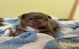 Chihuahua cani in vendita: Cuccioli di chihuahua a pelo lungo con pedigree  a Provincia di Bergamo - Immagine 9