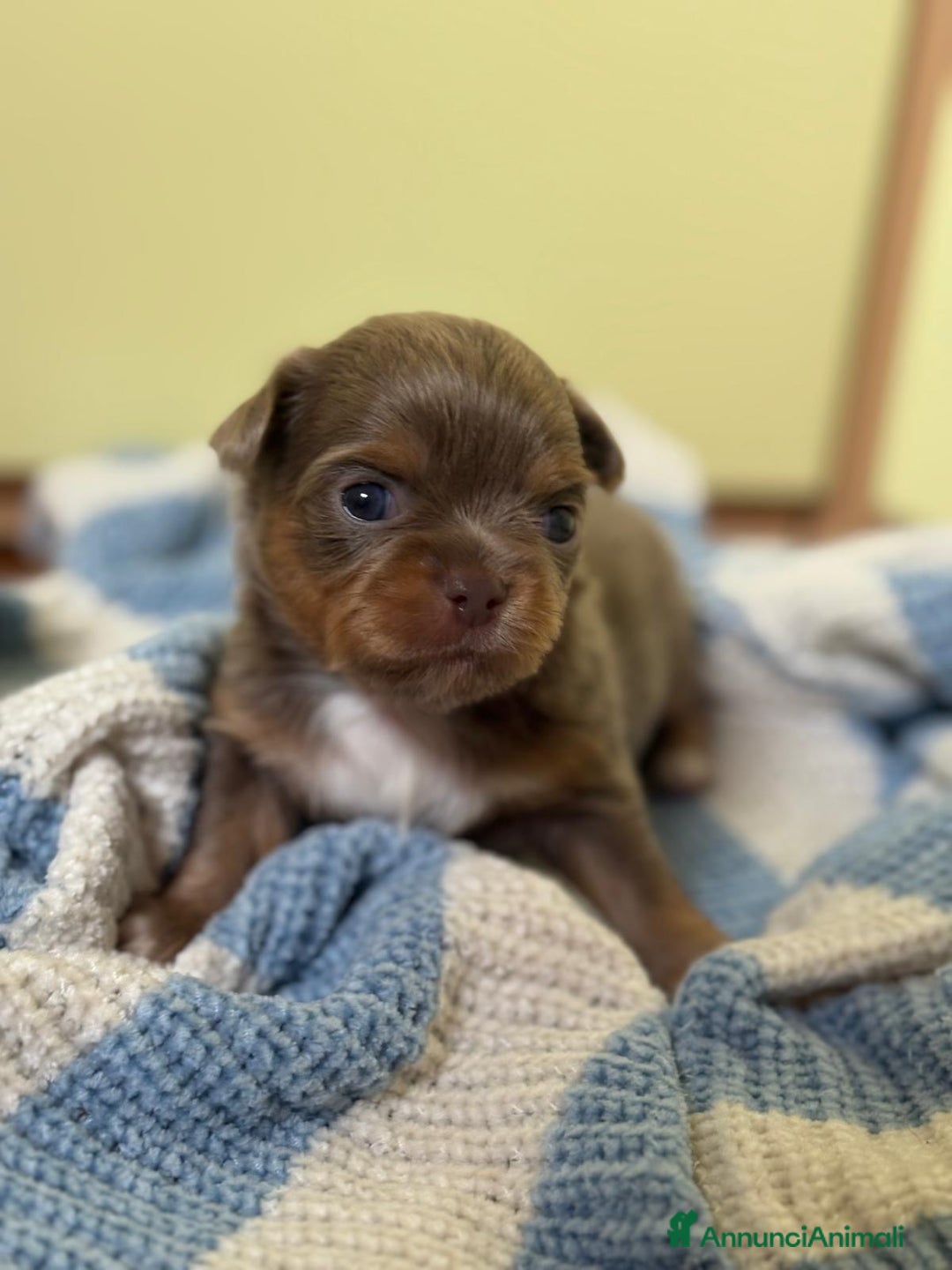 Chihuahua cani in vendita: Cuccioli di chihuahua a pelo lungo con pedigree  a Provincia di Bergamo - Immagine 9
