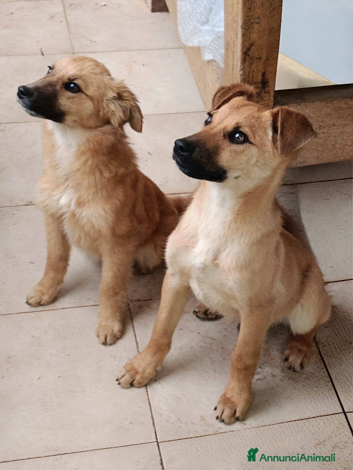 Meticcio cani Tom e Briciola, cuccioli socievoli - Annuncio 30