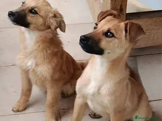 Meticcio cani Tom e Briciola, cuccioli socievoli - Annuncio 30