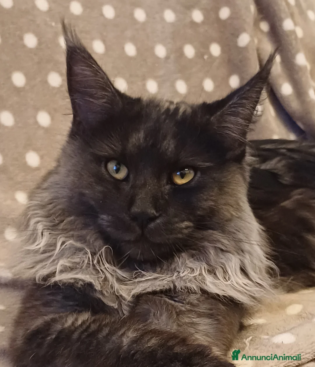 Maine Coon gatti in vendita: Cucciolo di Maine Coon linea russa  - Annuncio 5