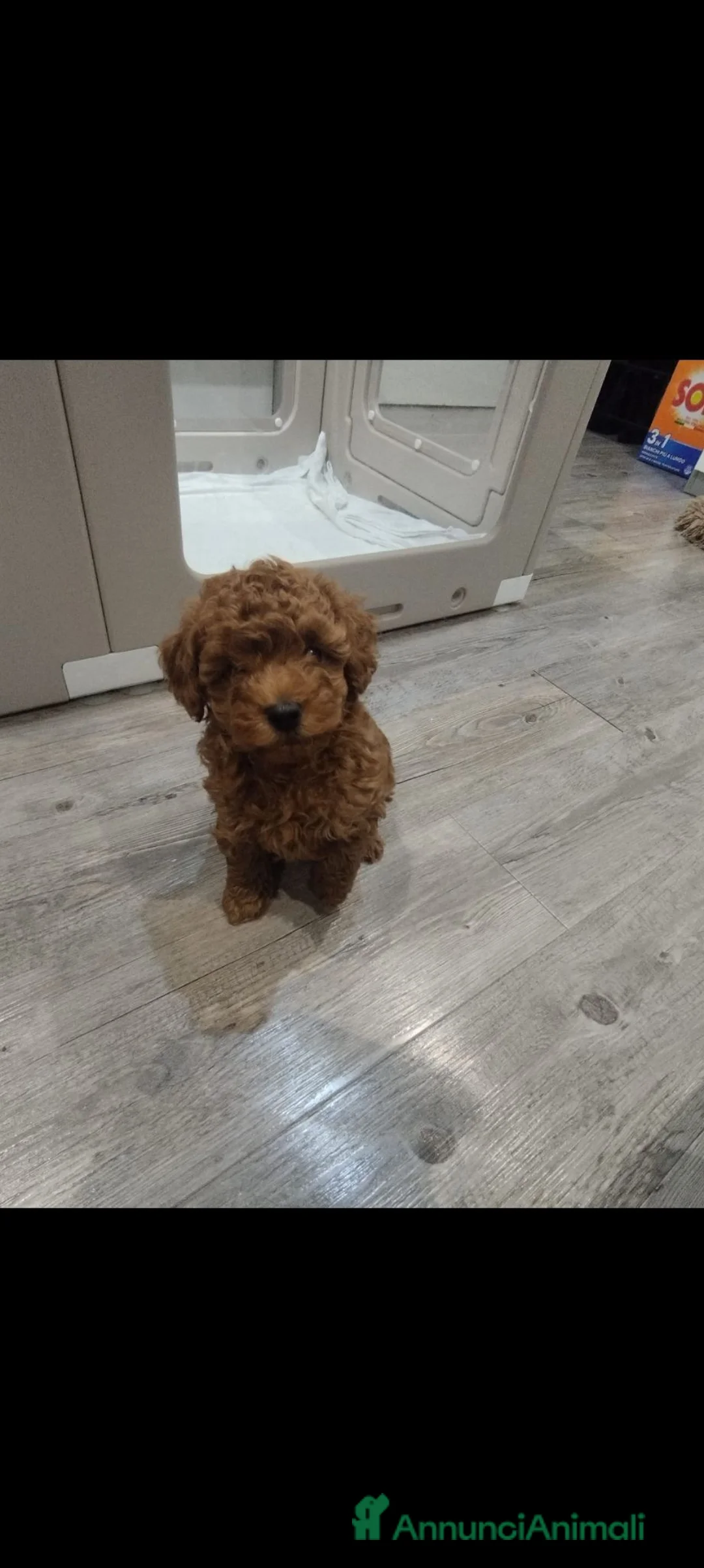 Barboncino Toy cani in vendita: Barboncino mini toy red  - Annuncio 1