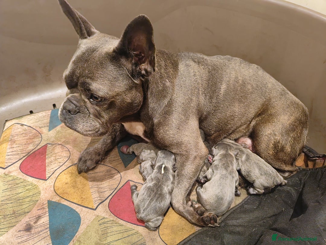 Bulldog Francese cani in vendita: Cuccioli bulldog francese  - Annuncio 1