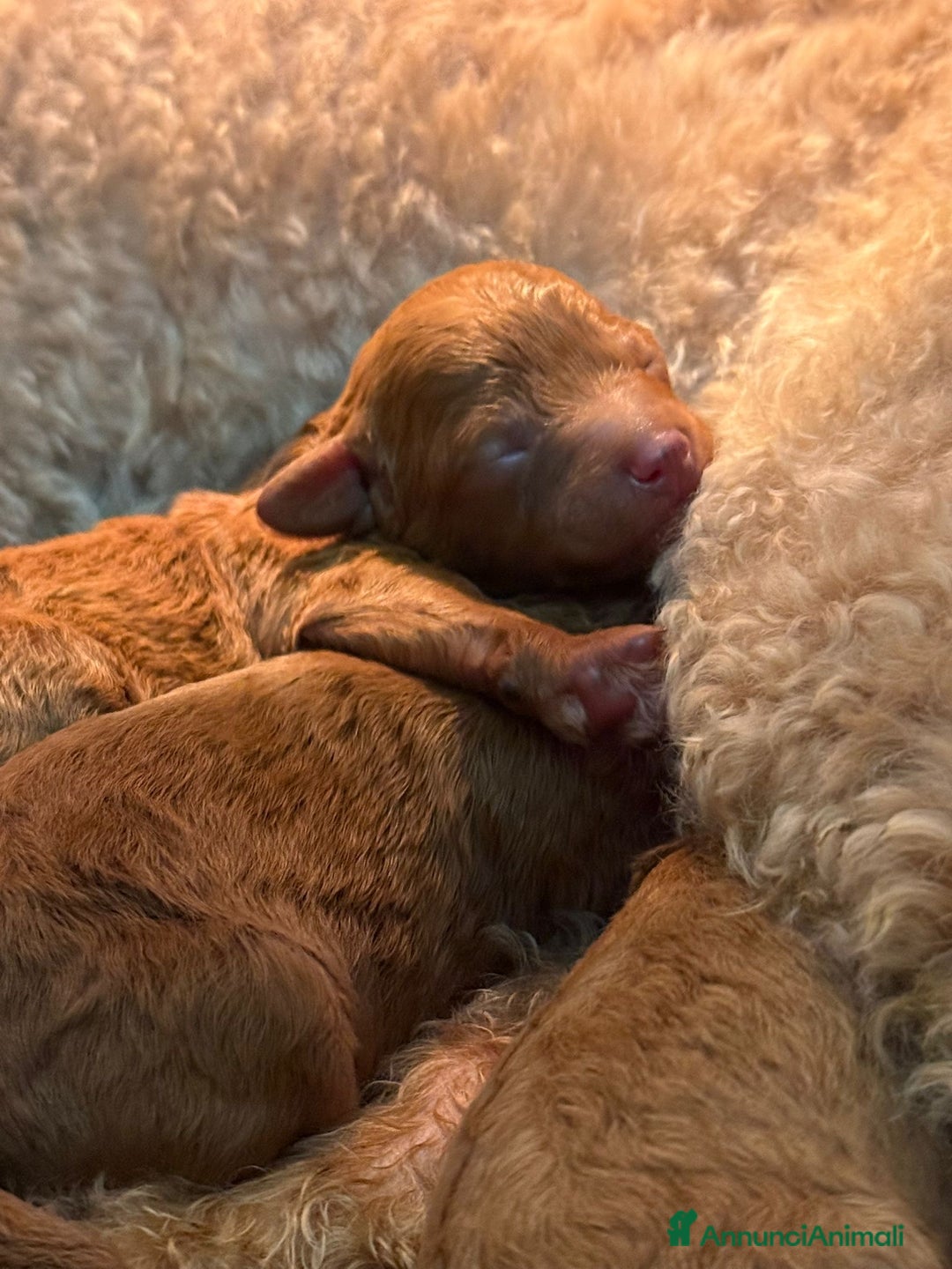 Barboncino Toy cani in vendita: Barboncino Toy/Mini toy - Annuncio 3