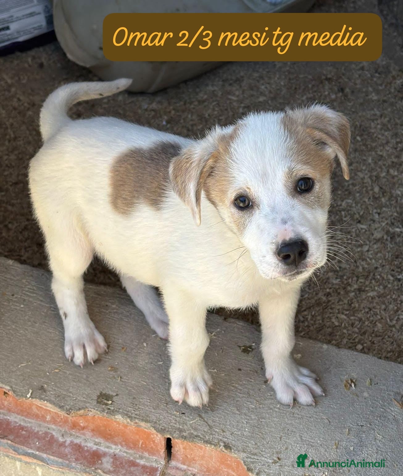 Meticcio cani in regalo: Meticci dimenticati da tutti  a Provincia di Pavia - Annuncio 10