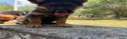 Pastore Tedesco cani in vendita: Pastore tedesco  - Annuncio 4